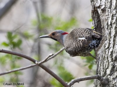 Pic Flamboyant Mle - Male Northern Flicker