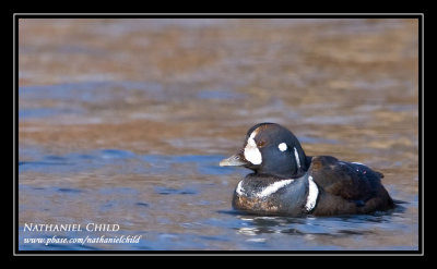 Harlequin Duck
