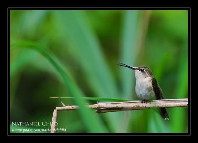 Ruby-throated Hummingbird