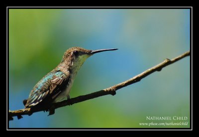 Ruby-throated Hummingbird