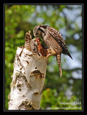 Northern Hawk Owls