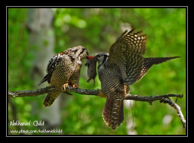 Northern Hawk Owls