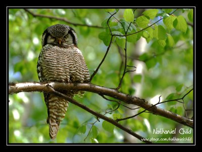 Grumpy Northern Hawk Owl