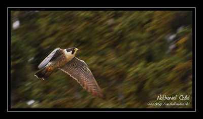 Peregrine Falcon
