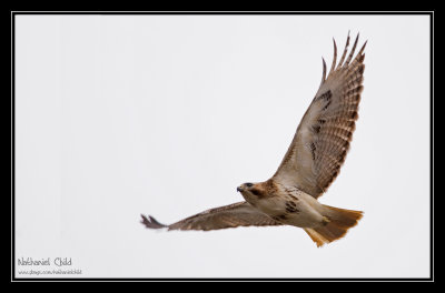 Adult Red-tailed Hawk