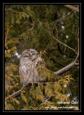 Sleepy Barred Owl