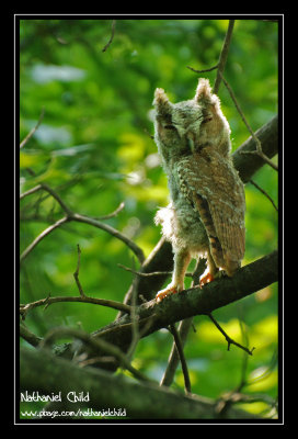 Juvenile Eastern Screech Owl