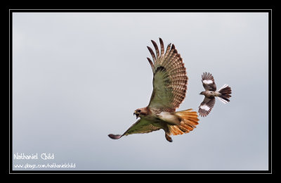 Mockingbird chasing a Red-tailed Hawk