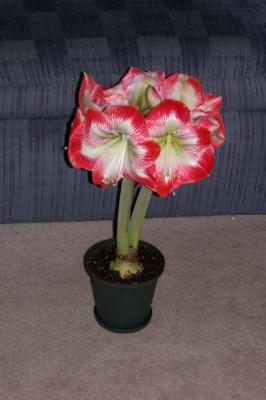 Amaryllis-1