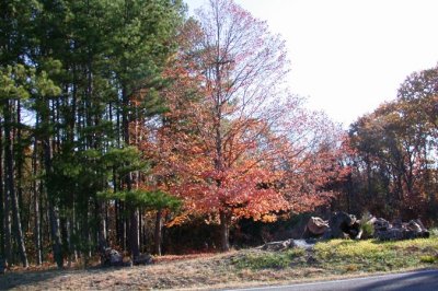 The Maple Across the Road