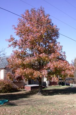The Gum Tree in the Front Yard