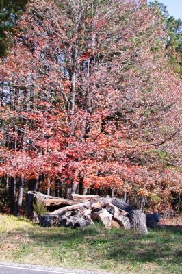 The Maples by the Pines