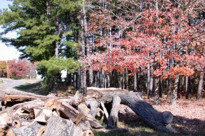 The Woodpile and the Trees