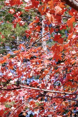 The Maple and the Pines