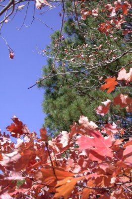 Trees and Sky