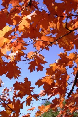 Autumn Leaves