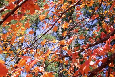 Orange and Green