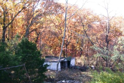 Woods Behind the House
