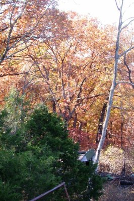 Another Back Yard View