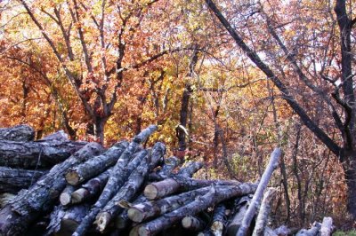 Color Behind the Wood Pile