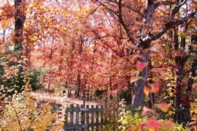 Woods abaze...with color...