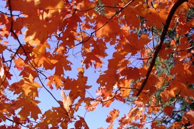 Back to the Maples