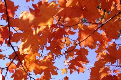 Orange and Blue