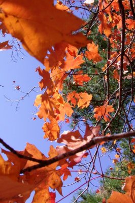 Leaves of Fall