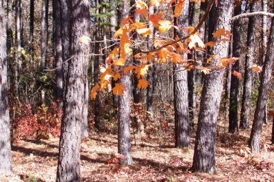 Maple Branch and the pines