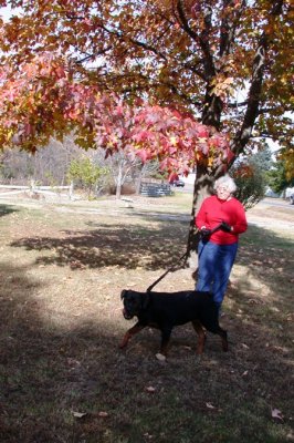 Dog Walking