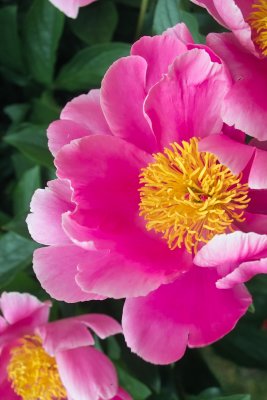 pivoines_peonies