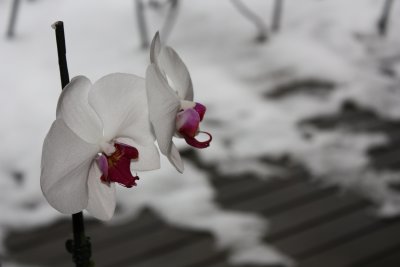 une orchide en hiver