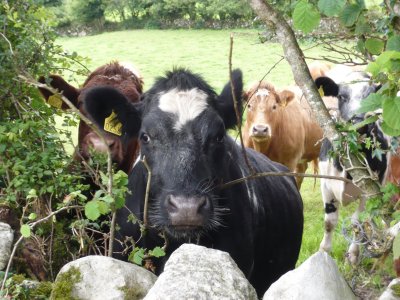 4: peau de vache