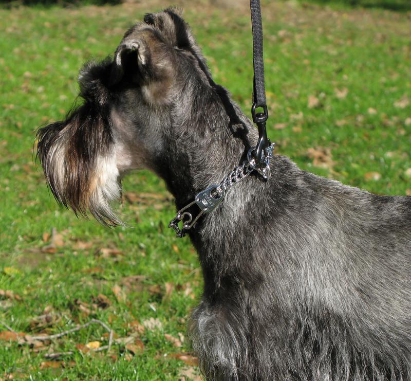 Actually looks like a Schnauzer