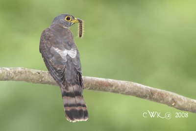 Cuculus nisicolor - Hodgsons Hawk Cuckoo