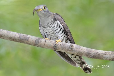 Cuculus micropterus - Indian Cuckoo