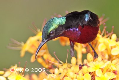 Leptocoma sperata sperata - Purple-throated Sunbird