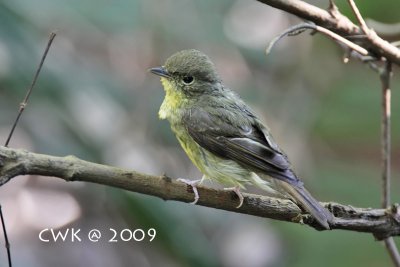 Ficedula narcissina - Narcissus Flycatcher