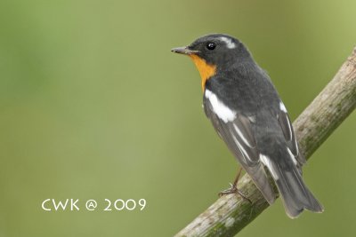 Ficedula mugimaki - Mugimaki Flycatcher