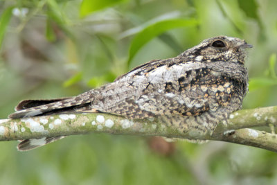 Caprimulgus indicus - Grey Nightjar