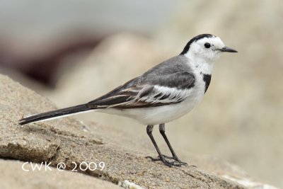 Motacilla alba lugens - White Wagtail