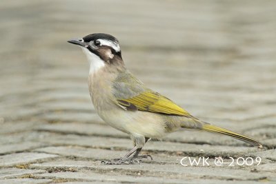 IMG_2602.jpg