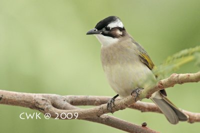 IMG_2605.jpg