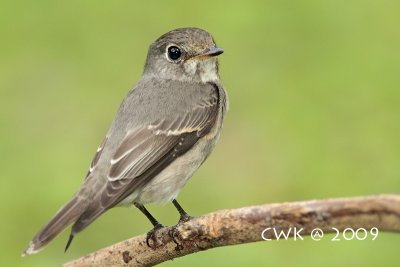 Muscicapa sibirica - Dark-sided Flycatcher