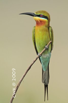 Merops philippinus - Blue Tailed Bee Eater