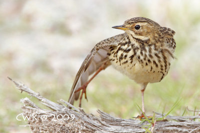 Anthus cervinus - Red-throated Pipit