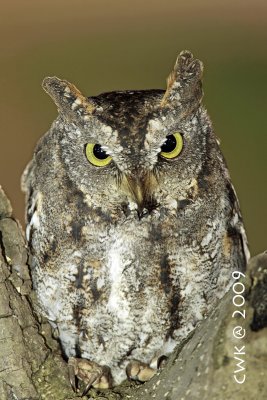 Otus sunia - Oriental Scops Owl