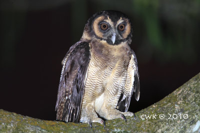 Strix leptogrammica - Brown Wood-owl