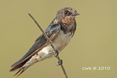 Hirundininae (Swallows)