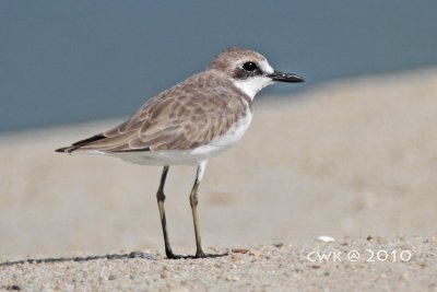 Charadrius leschenaultii - Greater Sand Plover